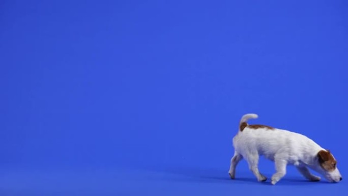 杰克·罗素 (Jack Russell) 嗅探，从左到右经过相机。蓝色背景下的工作室里的宠物。慢动作