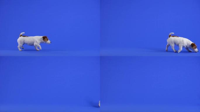 杰克·罗素 (Jack Russell) 嗅探，从左到右经过相机。蓝色背景下的工作室里的宠物。慢动作