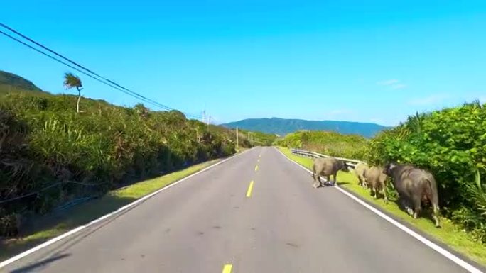 母牛在乡间小路上行走，这使交通拥堵