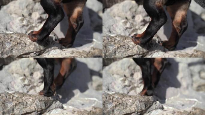 有趣的笨拙的狗试图用短腿爬上岩石上的悬崖，靠近。户外活动的美丽晴天。攀岩训练。