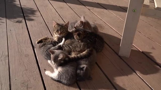 猫和小猫放松并晒太阳