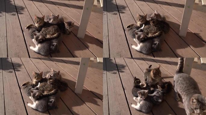 猫和小猫放松并晒太阳