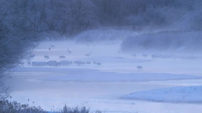 日本起重机，日本北海道