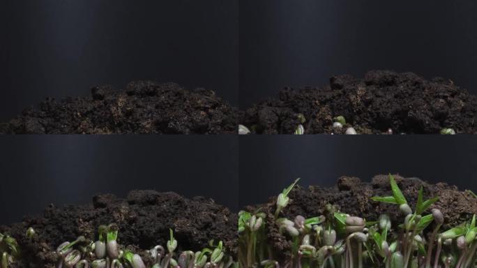 在黑色背景上隔离的微绿色。微绿豆生长近距离发芽时间流逝。4k，25 fps。绿豆Vigna radi