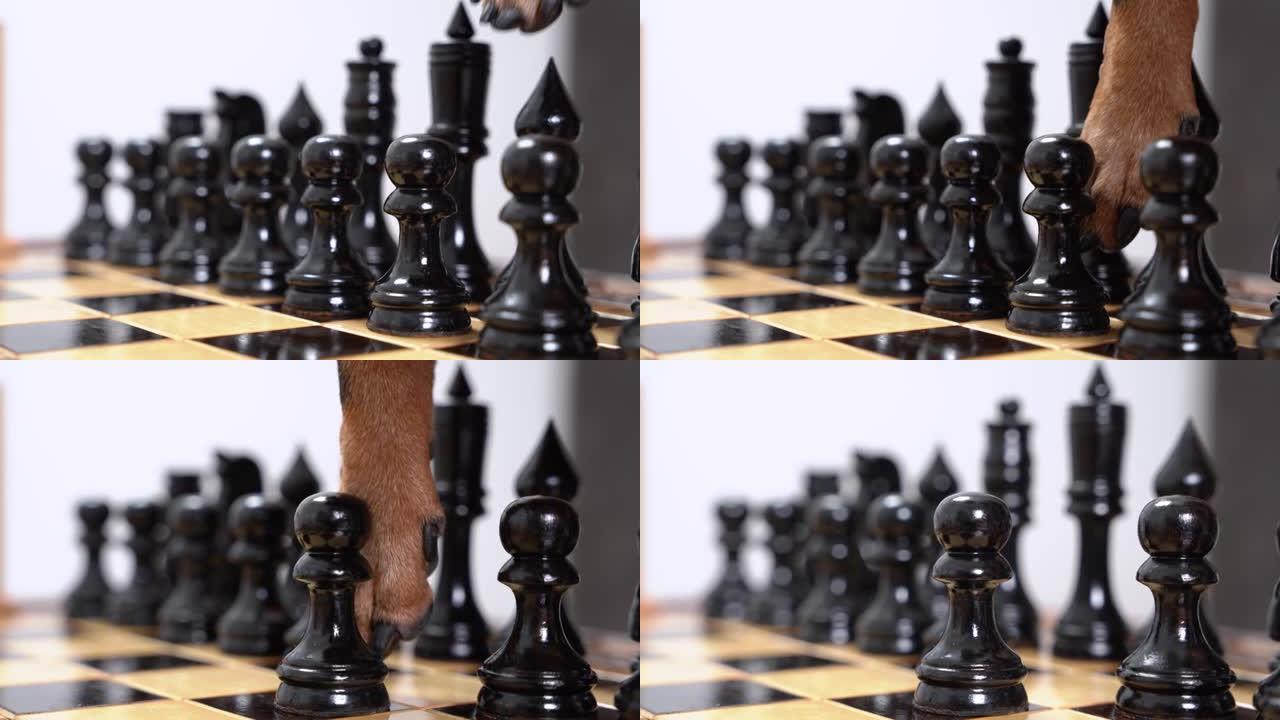 狗的爪子在象棋比赛中移动时，将黑色棋子移动到方格棋盘的相邻正方形，关闭。带宠物的智能娱乐