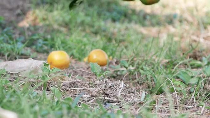 腐烂的橘子在花园里的橘子树下掉到地上。