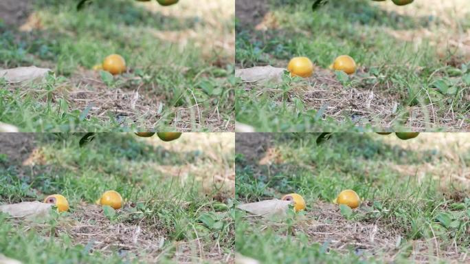 腐烂的橘子在花园里的橘子树下掉到地上。