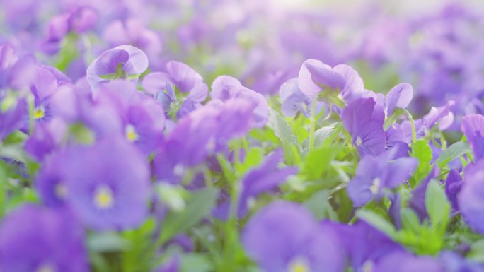 三色堇蓝色小花唯美阳光下的花