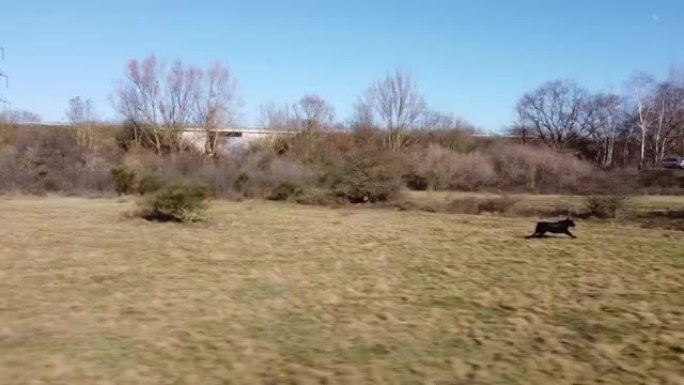 无人机拍摄了黑色扁平涂层猎犬的视频