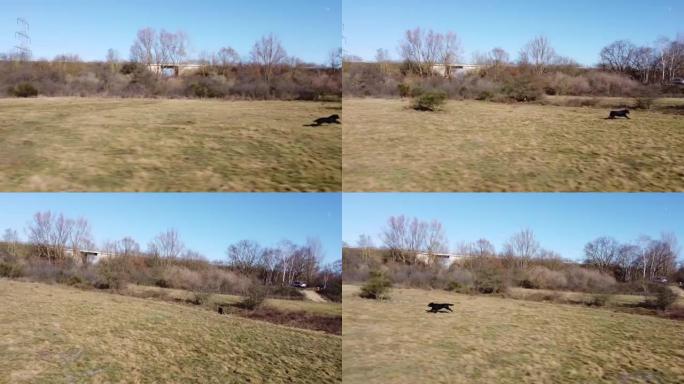 无人机拍摄了黑色扁平涂层猎犬的视频