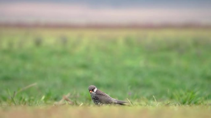 阿穆尔猎鹰在印度西部的草原上慢动作飞行