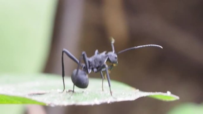 Sping Ant, Polyrhachis illaudata Walker