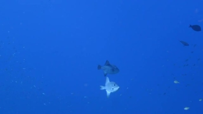 库拉索岛加勒比海珊瑚礁中有几条海洋引鱼的海景