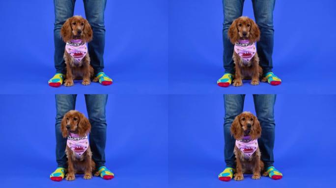 穿着粉红色围兜的英国可卡犬坐在工作室主人的脚下，蓝色背景。宠物环顾四周，抬起头看着主人。慢动作。特写