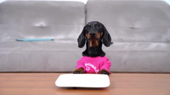 举止不佳的饥饿的腊肠犬小狗将爪子放在桌子上看空盘子。但是它在那里什么也找不到，并且需要恳求的食物