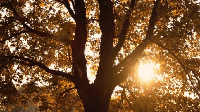 秋季日出森林风光金色树叶