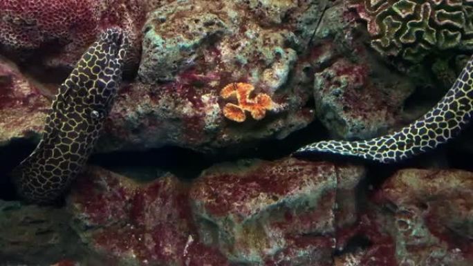 水下: 鱼缸中的海鳗。裸胸。低光