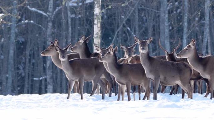 冬季森林中的马鹿。野生动物，保护自然。在自然环境中饲养鹿