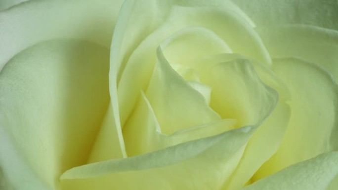 美丽的白玫瑰花朵背景。盛开的玫瑰花开放，延时，特写。婚礼背景，情人节概念。黑色背景上的花束，特写。