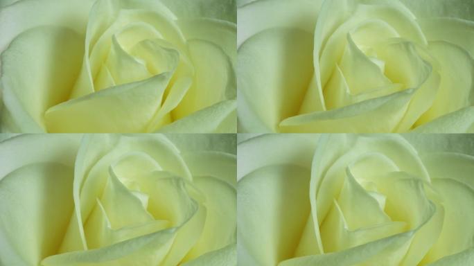 美丽的白玫瑰花朵背景。盛开的玫瑰花开放，延时，特写。婚礼背景，情人节概念。黑色背景上的花束，特写。