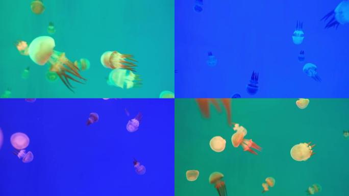 许多水母变色在水下游泳