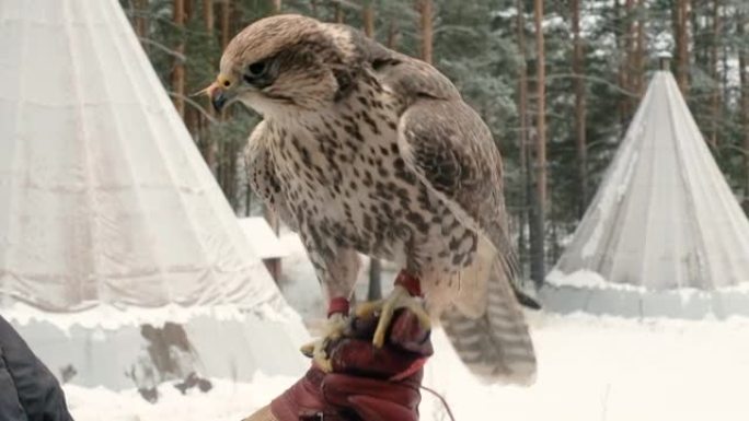 特写。猎鹰坐在手臂上。在蓝色的森林里寻找猎物。世界上最快的鸟。猎鹰。西伯利亚西部。野生动物概念。动物