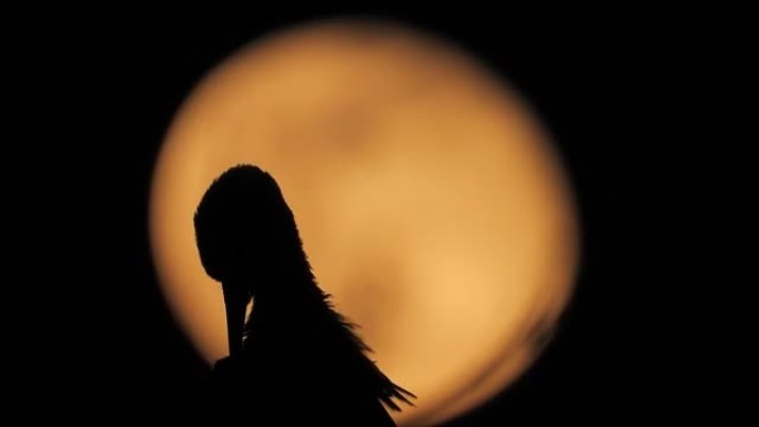 夜幕背景下满月灯光下巢中的雄鸟和雌鹳鸟