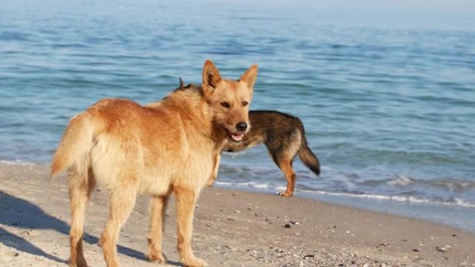 美丽的红发野狗沿着海滩散步。海蓝色和晴天狗