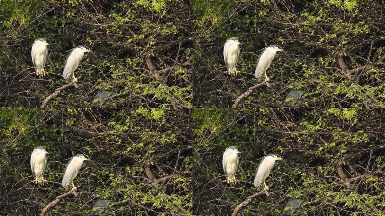 黑冠或盖帽夜鹭鸟对栖息在基拉德奥国家公园或巴拉特普尔鸟类保护区拉贾斯坦邦印度-Nycticorax 