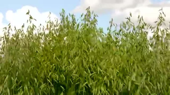 燕麦田成熟并生长。