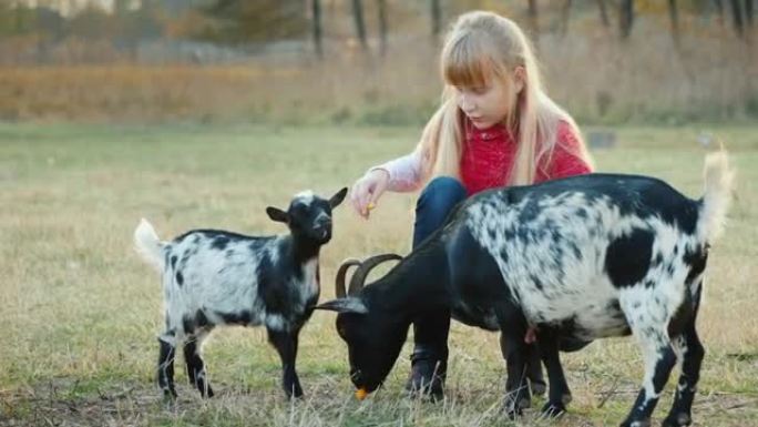 酷女孩困惑地对待一个孩子，一只大山羊选择了一种对待