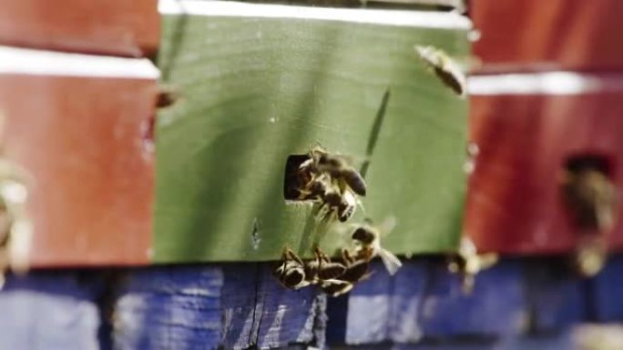 超慢动作微距射击蜜蜂在家庭五颜六色的养蜂场。蜜蜂将新鲜的花蜜带入蜂巢。阳光照在翠雀上。