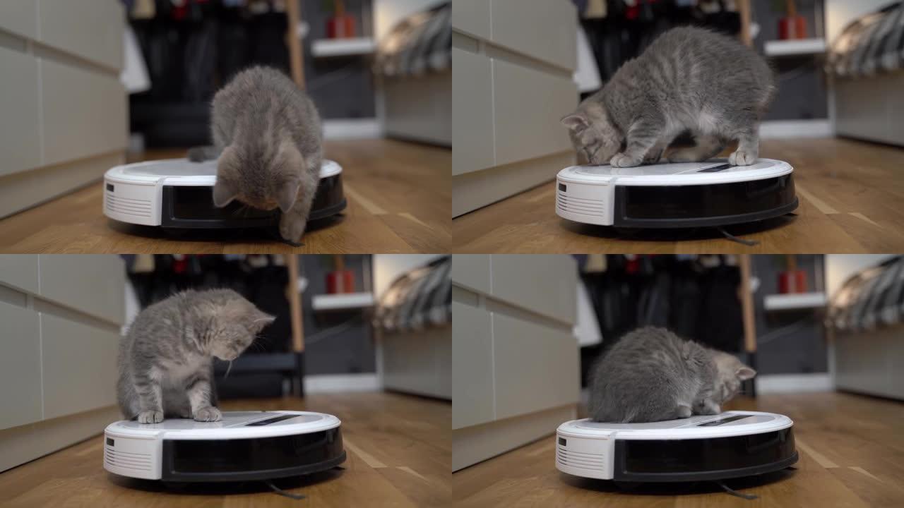 清洁宠物友好的智能技术。圆形白色机器人吸尘器清洁地板，灰色苏格兰直小猫无忧无虑在家玩耍。室内的小型猫