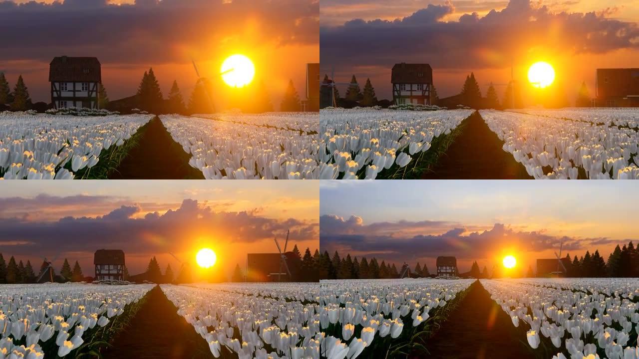 郁金香的白色田野和惊人的日落