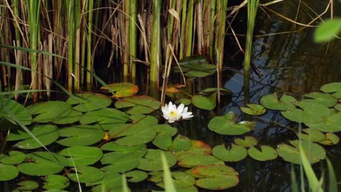 白荷花睡莲在池塘的绿叶中。莲花冥想花。