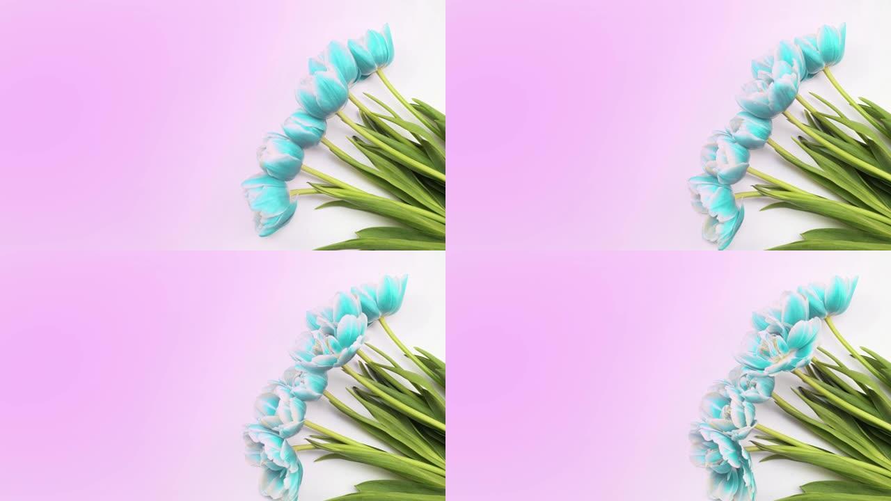 郁金香。明亮的粉红色条纹彩色郁金香花朵在白色背景上绽放的延时。延时郁金香束春花开放，特写。假日花束。