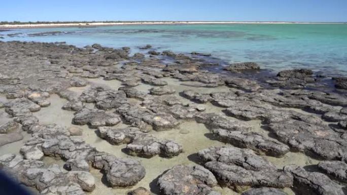 叠层石: 由细菌形成的史前岩石状结构 (西澳大利亚州)