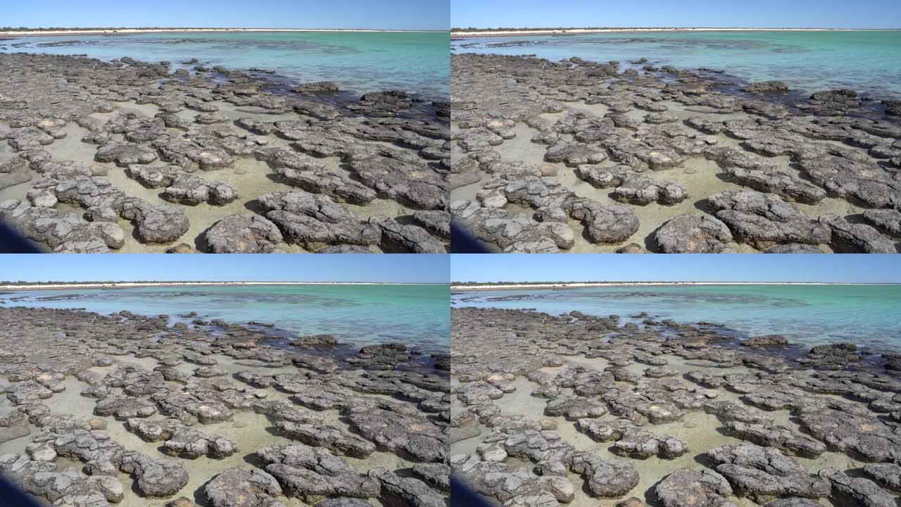 叠层石: 由细菌形成的史前岩石状结构 (西澳大利亚州)