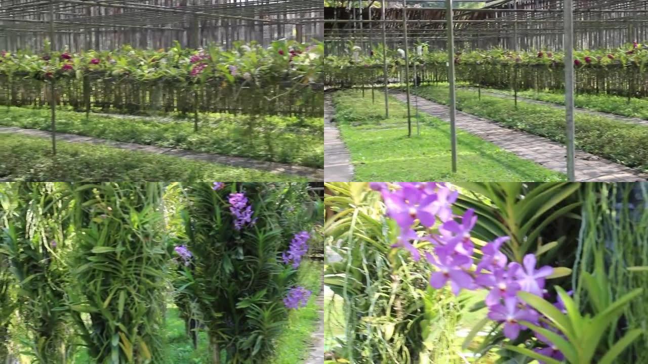 彩色花兰花热带温室花园