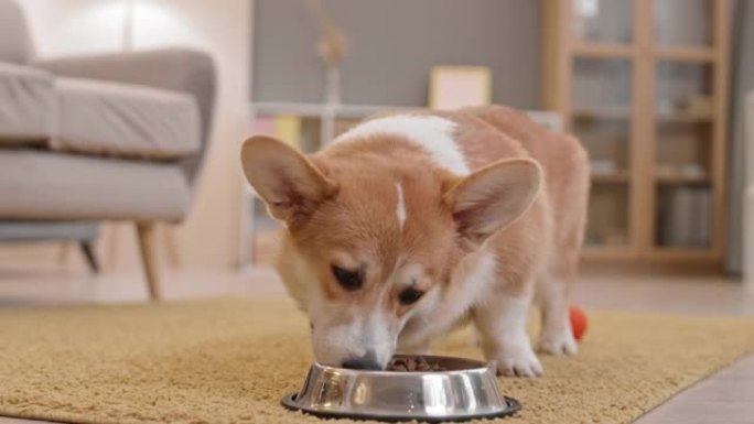 柯基犬从碗里吃狗粮