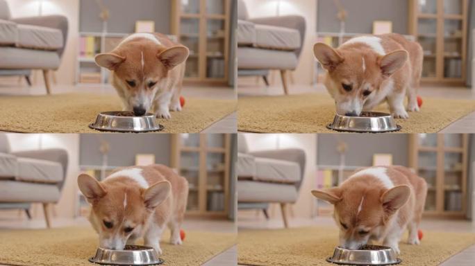 柯基犬从碗里吃狗粮