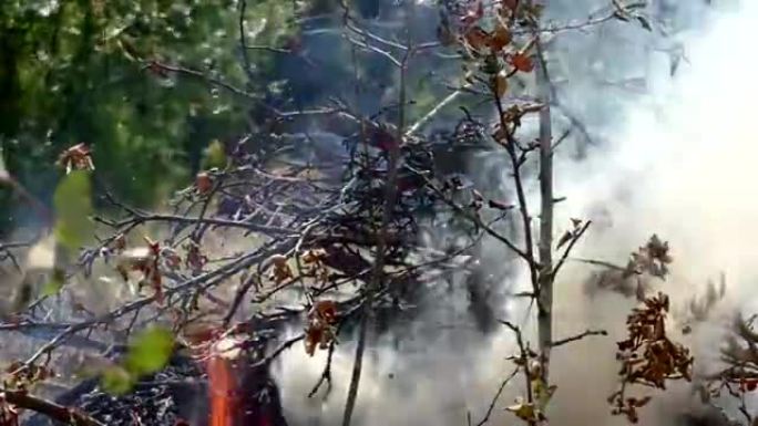 野外森林大火被点燃。
