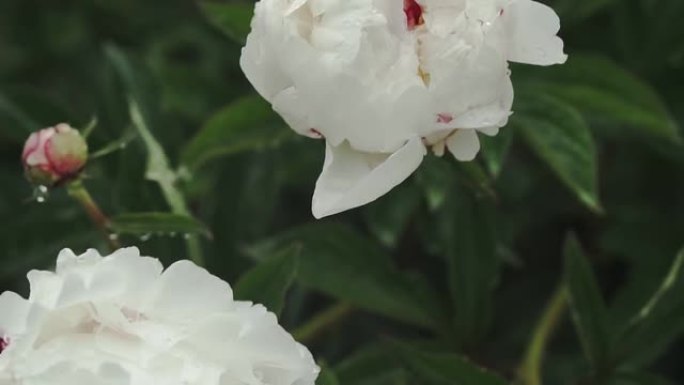 白牡丹花，雨后露珠，公园里美丽的花朵。盛开的牡丹花。