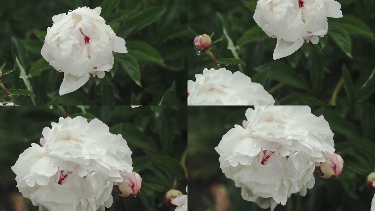 白牡丹花，雨后露珠，公园里美丽的花朵。盛开的牡丹花。