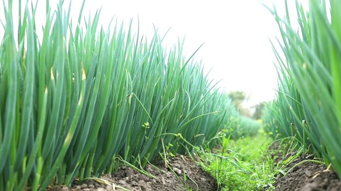 农业种植蔬菜小葱