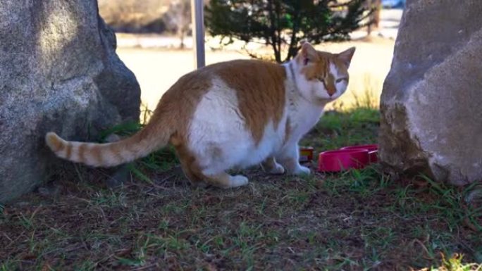 南韩原州龙索马克天主教堂的流浪猫