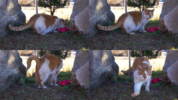 南韩原州龙索马克天主教堂的流浪猫