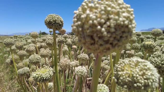 夏季中午开花洋葱田