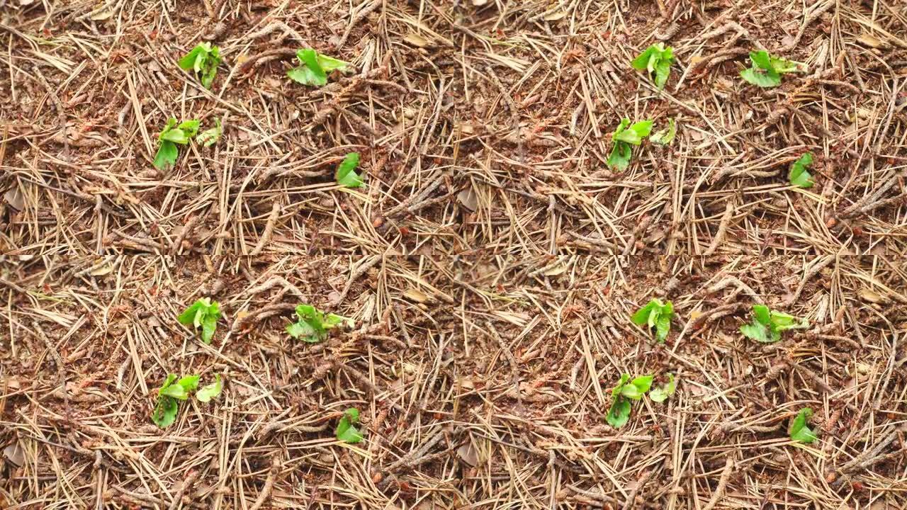 蚂蚁，蚁丘的生活。绿色植物落入蚁丘。