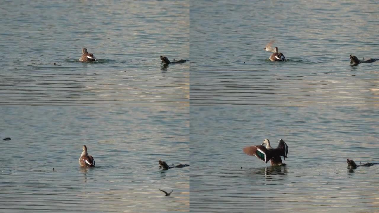 印度斑嘴鸭在湖中慢动作游泳